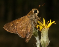 Hesperia attalus slossonae