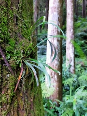 Haplopteris flexuosa