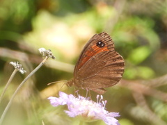 Erebia styx