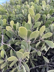 Maytenus phyllanthoides