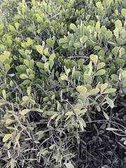 Maytenus phyllanthoides