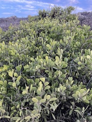 Maytenus phyllanthoides