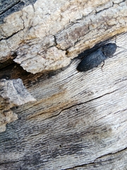 Lacon punctatus