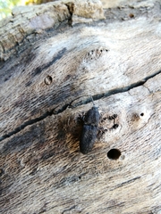 Lacon punctatus