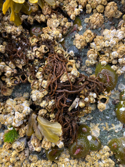 Melanosiphon intestinalis