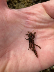 Melanosiphon intestinalis