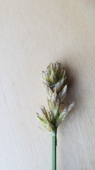 Carex siccata