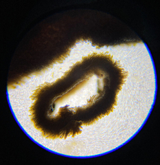 Melanosiphon intestinalis