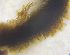 Melanosiphon intestinalis