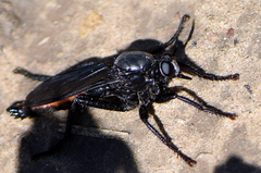 Ospriocerus aeacus