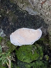 Fungi