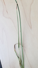 Carex siccata