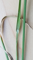 Carex siccata