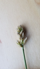 Carex siccata
