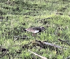 Vanellus chilensis