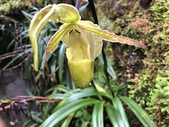 Phragmipedium longifolium