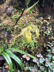Phragmipedium longifolium