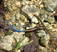 Plestiodon stimpsonii