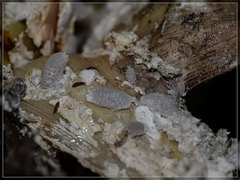 Balanococcus cordylinidis