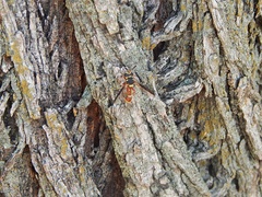 Polybiomyia bellardii