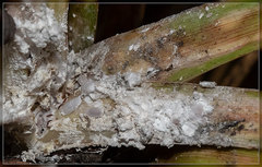 Balanococcus cordylinidis