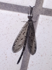 Brachynemurus nebulosus