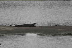 Crocodylus palustris