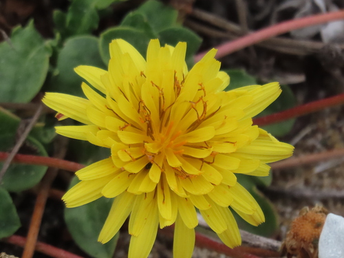 Image of Agoseris apargioides by (c) John Hibbard, some rights reserved (CC BY)