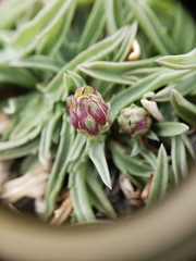 Pyrrocoma apargioides