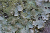 Western Shield Lichen - Photo (c) Richard Droker, some rights reserved (CC BY-NC-ND)