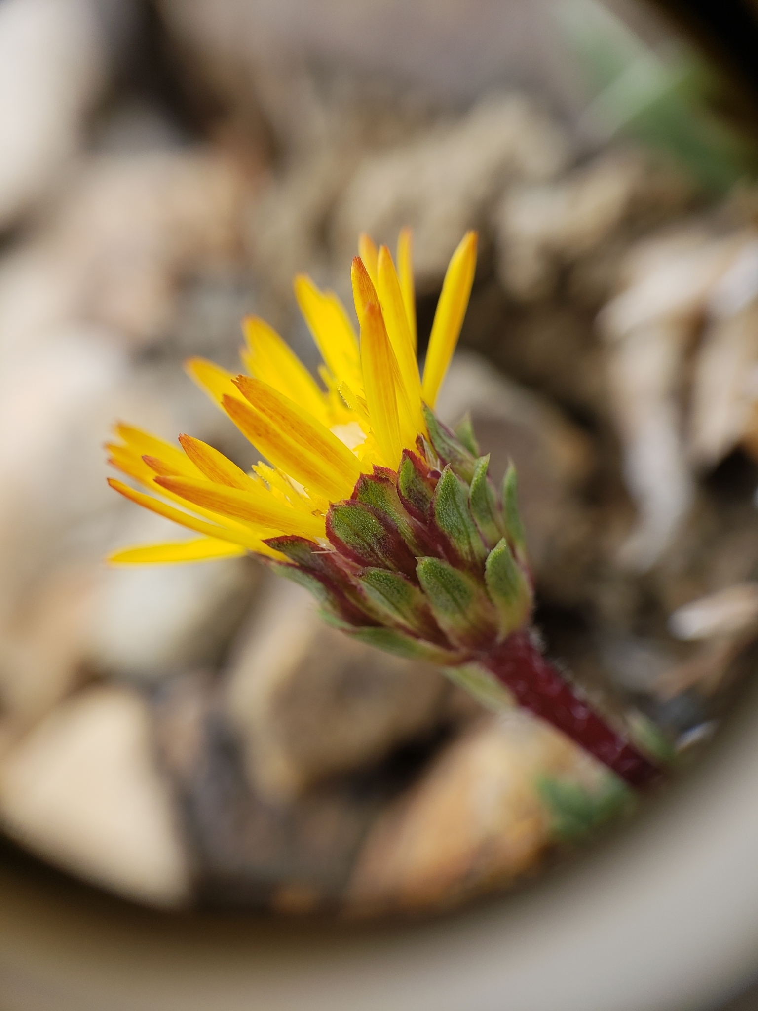 Pyrrocoma apargioides