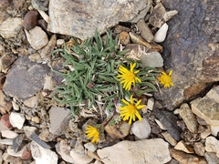 Pyrrocoma apargioides