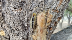 Lophocampa ingens