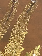 Hippuris vulgaris