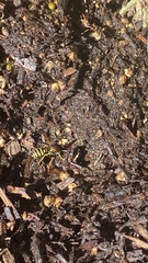 Polistes dominula