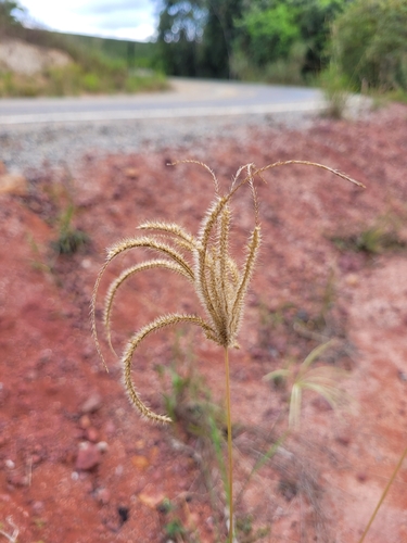 tall windmill grass (Chloris elata)