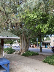 Eucalyptus perriniana