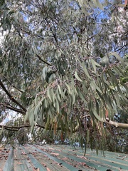 Eucalyptus perriniana