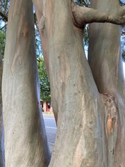 Eucalyptus perriniana