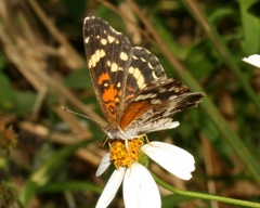 Anthanassa texana seminole