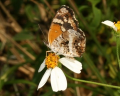 Anthanassa texana seminole