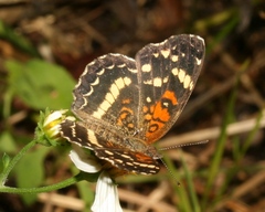 Anthanassa texana seminole