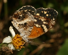Anthanassa texana seminole
