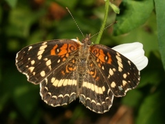 Anthanassa texana seminole