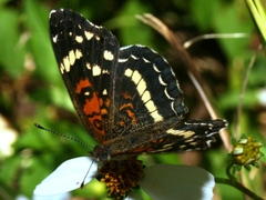 Anthanassa texana seminole