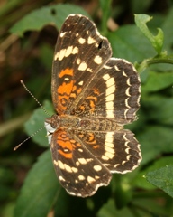 Anthanassa texana seminole