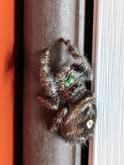 Phidippus audax