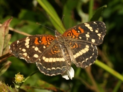 Anthanassa texana seminole