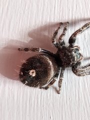 Phidippus audax