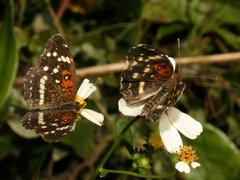Anthanassa texana seminole